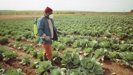 African-American-Man-Spraying-Cabbage-on-Farm-Field